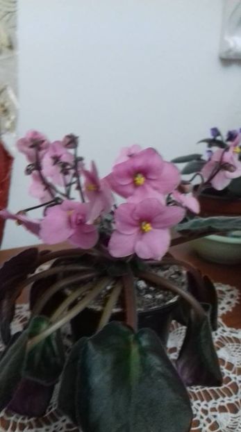  - 000 A ALE MELE VIOLETE