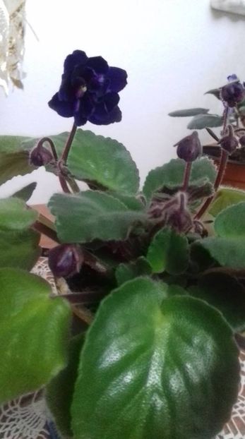  - 000 A ALE MELE VIOLETE