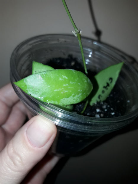  - Hoya Memoria gracilis