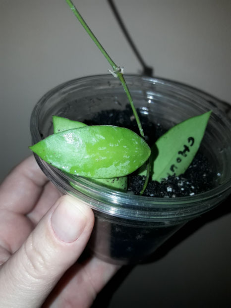  - Hoya Memoria gracilis