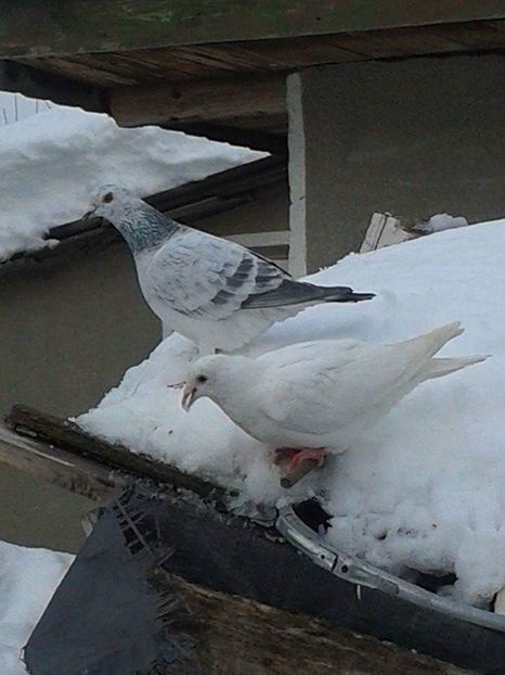 received_2236859613307038 - Ianuarie 2019