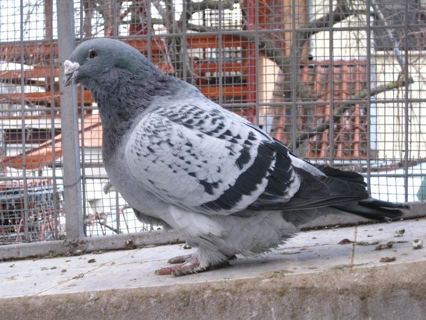  - VOIAJORI STANDARD VINDUTI