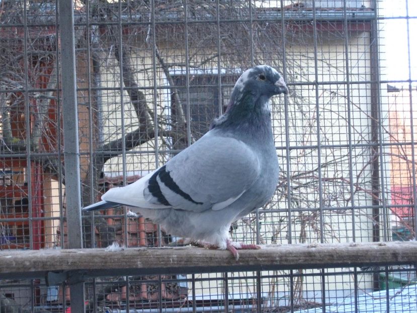 M2015 - VOIAJORI STANDARD VINDUTI