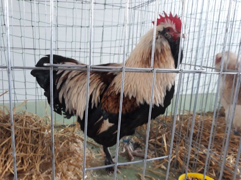  - FAVEROLLES SOMON 2018