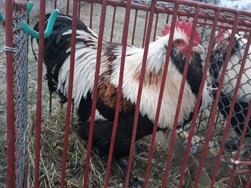  - FAVEROLLES SOMON 2018