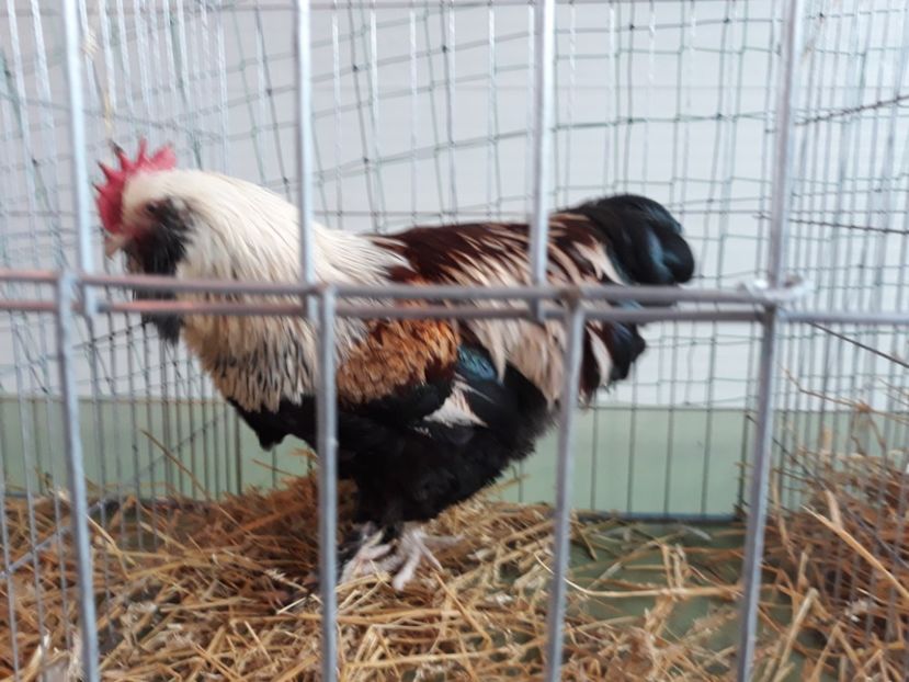  - FAVEROLLES SOMON 2018