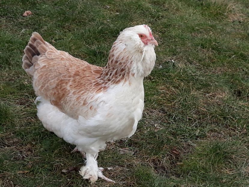  - FAVEROLLES SOMON 2018