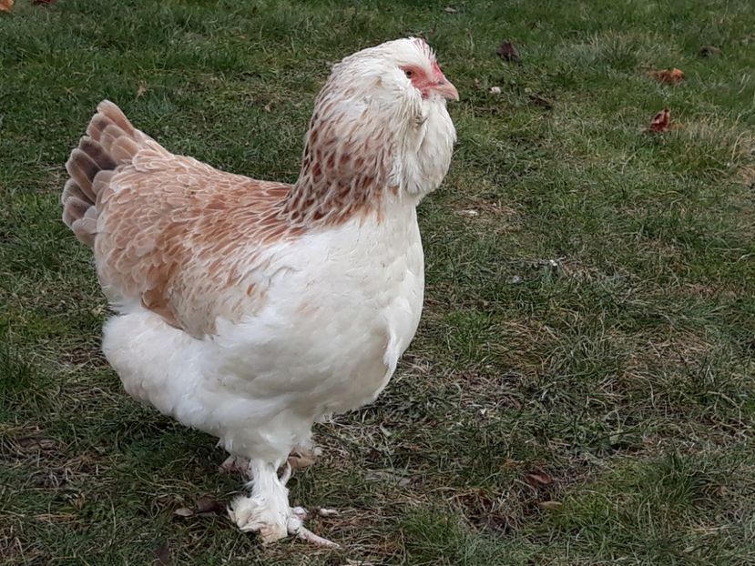  - FAVEROLLES SOMON 2018