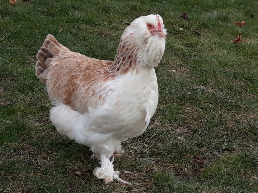  - FAVEROLLES SOMON 2018