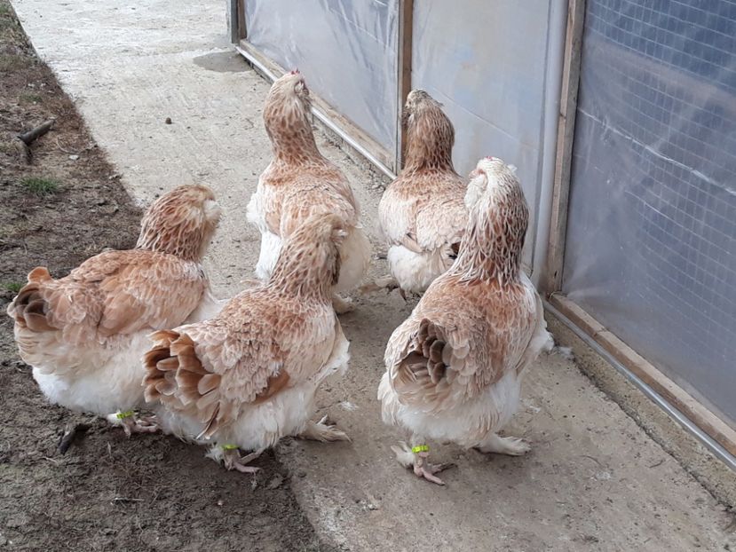  - FAVEROLLES SOMON 2018