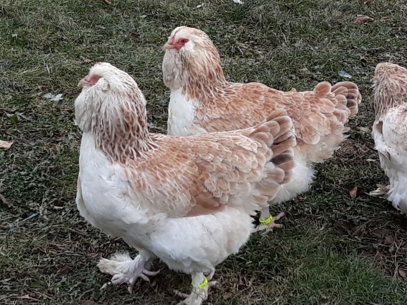  - FAVEROLLES SOMON 2018