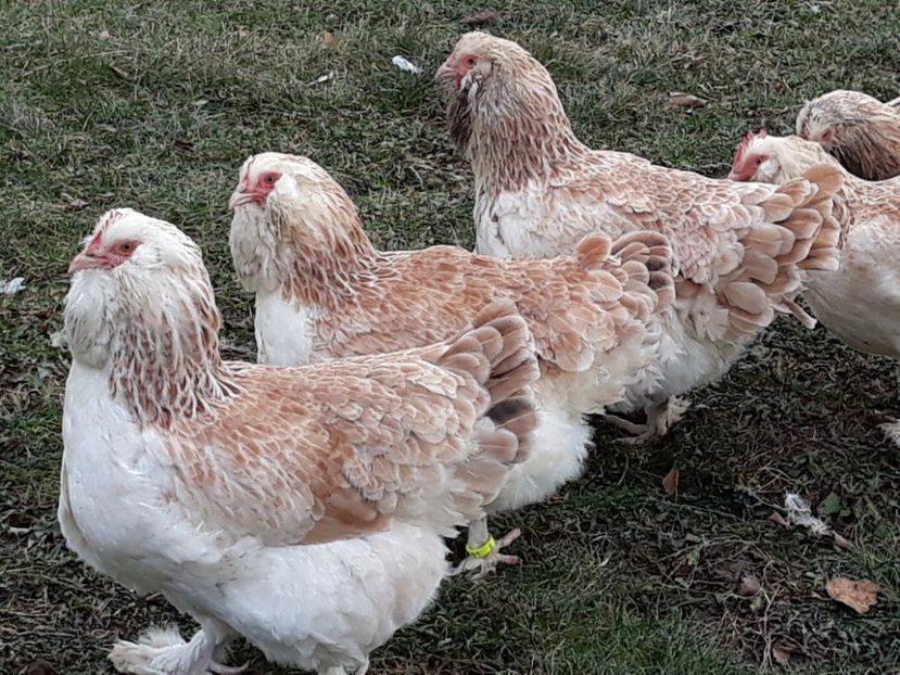  - FAVEROLLES SOMON 2018