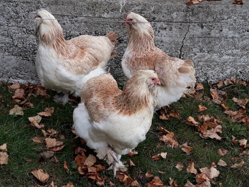  - FAVEROLLES SOMON 2018