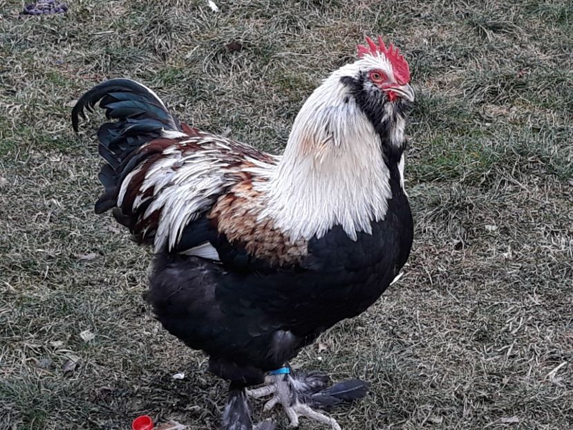  - FAVEROLLES SOMON 2018