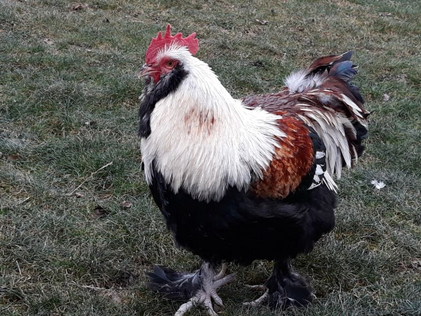  - FAVEROLLES SOMON 2018