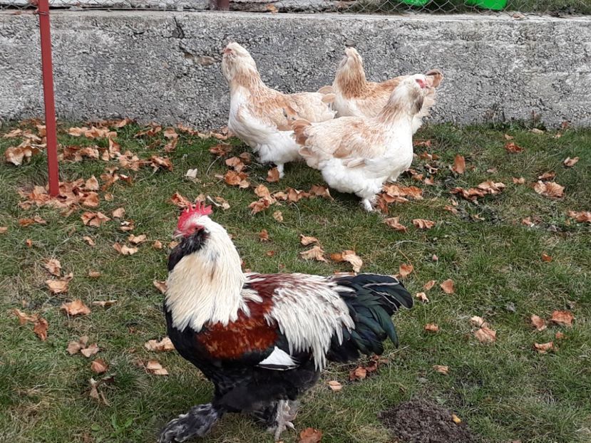  - FAVEROLLES SOMON 2018