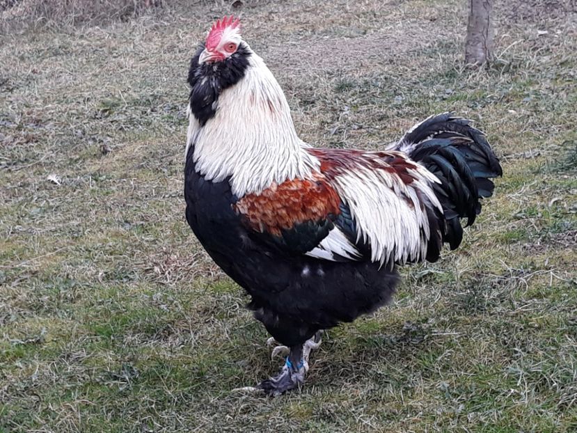  - FAVEROLLES SOMON 2018