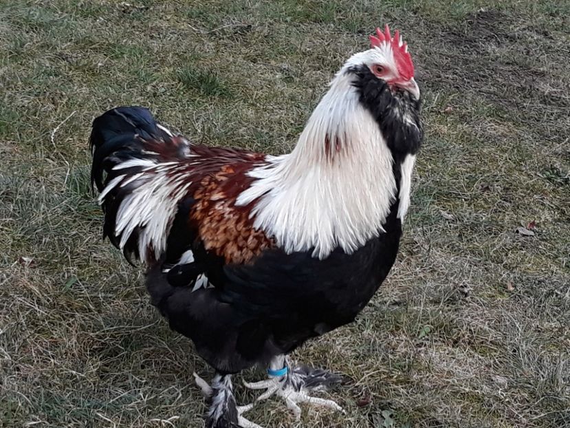  - FAVEROLLES SOMON 2018