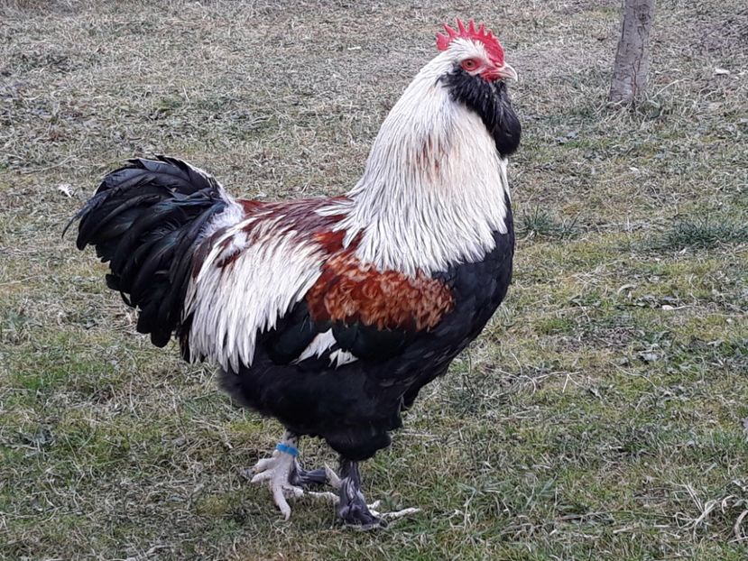  - FAVEROLLES SOMON 2018