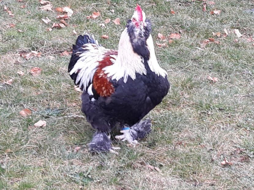  - FAVEROLLES SOMON 2018