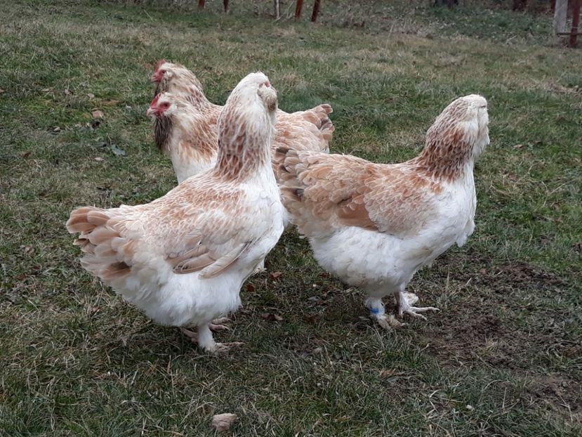  - FAVEROLLES SOMON 2018