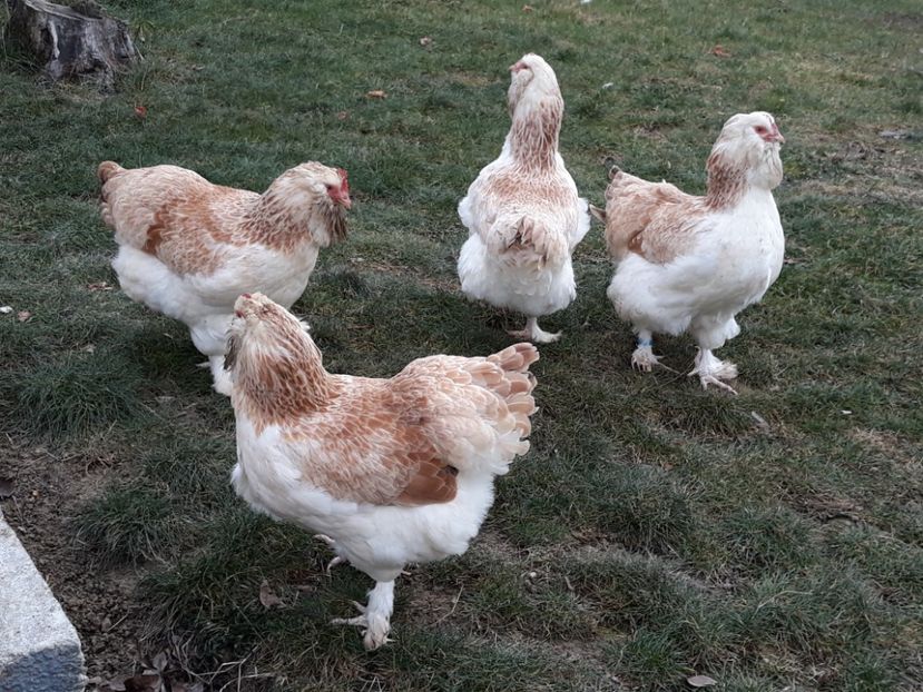 20181203_120944(0) - FAVEROLLES SOMON 2018