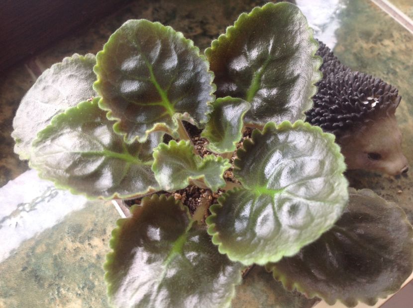  - LE Hydrangea