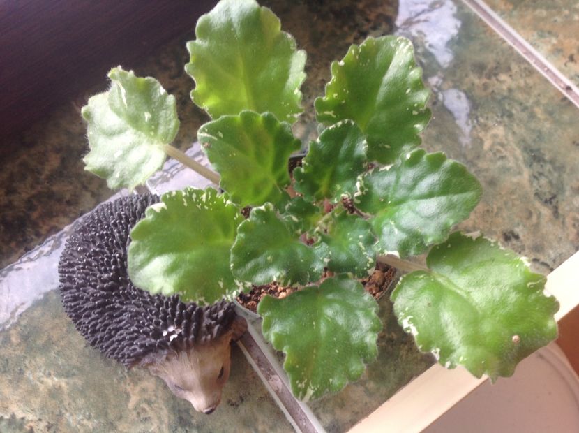  - Gemcraft Pink Pearl