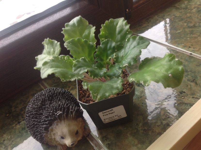  - Gemcraft Pink Pearl