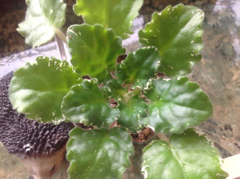  - Gemcraft Pink Pearl