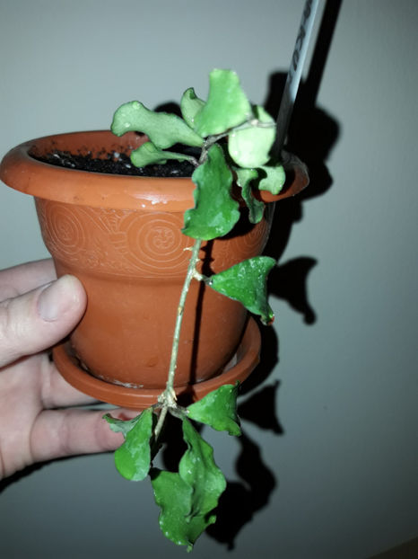  - hoya Kanyakumariana