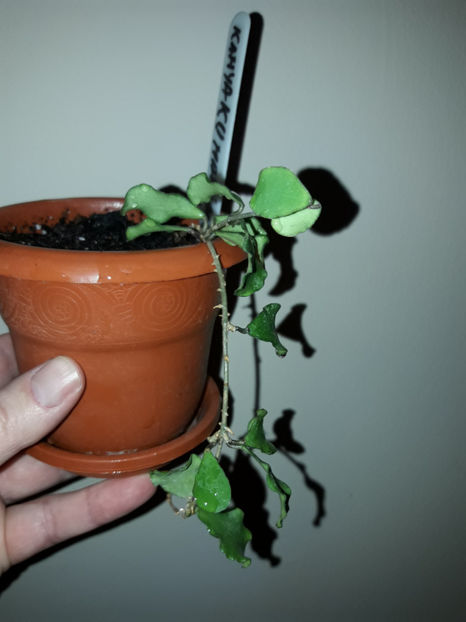  - hoya Kanyakumariana