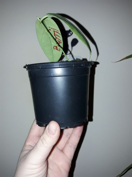  - Hoya buotii-LUMINITA