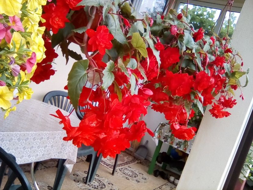  - Begonii curgatoare