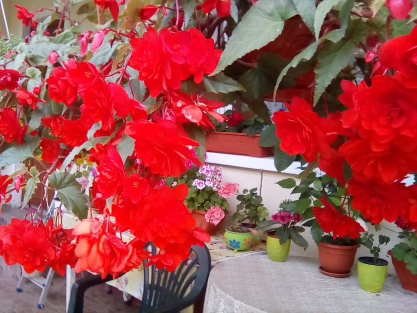  - Begonii curgatoare