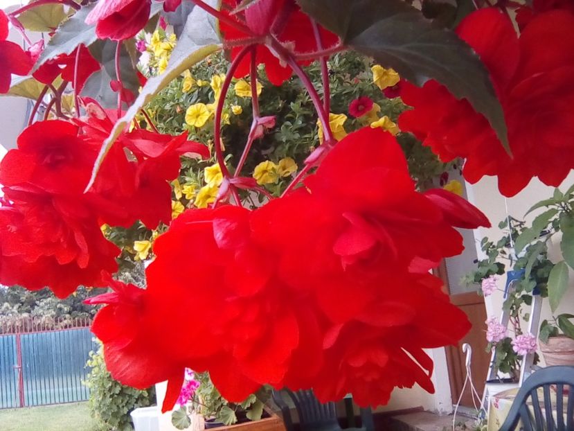  - Begonii curgatoare