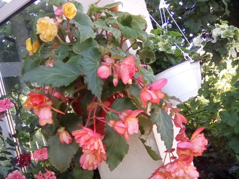  - Begonii curgatoare
