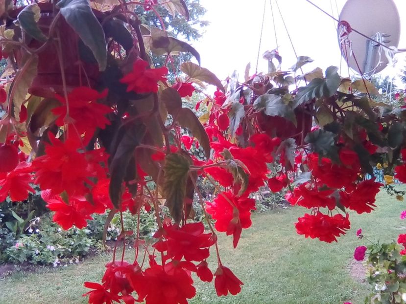  - Begonii curgatoare