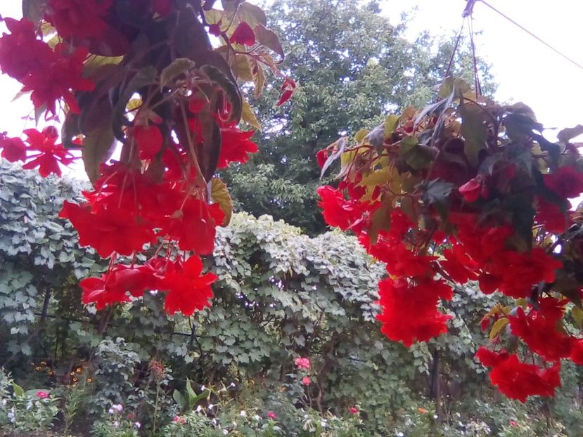  - Begonii curgatoare