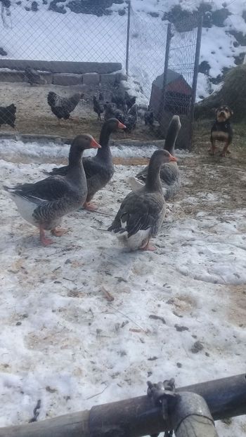 IMG-20190118-WA0000 - Gâște de tolouse