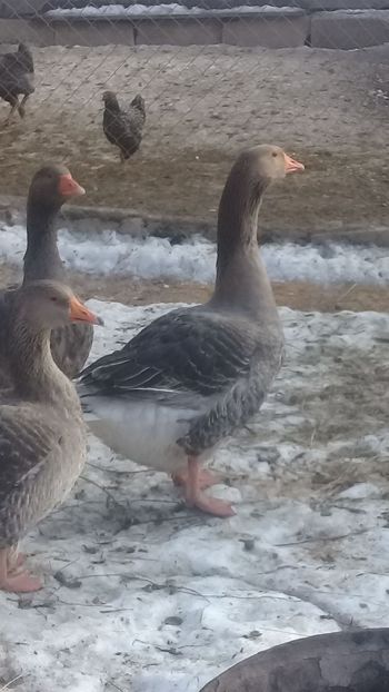 IMG-20190118-WA0002 - Gâște de tolouse