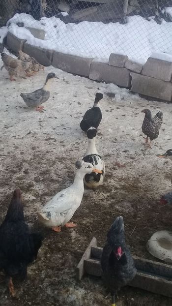 IMG-20190118-WA0006 - Rate