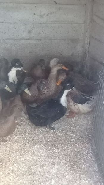 IMG-20190118-WA0011 - Rate