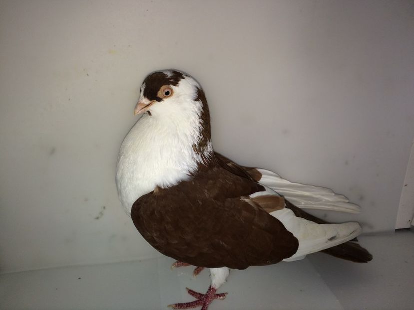 femelă  2011 - Plecați ALBUM 2