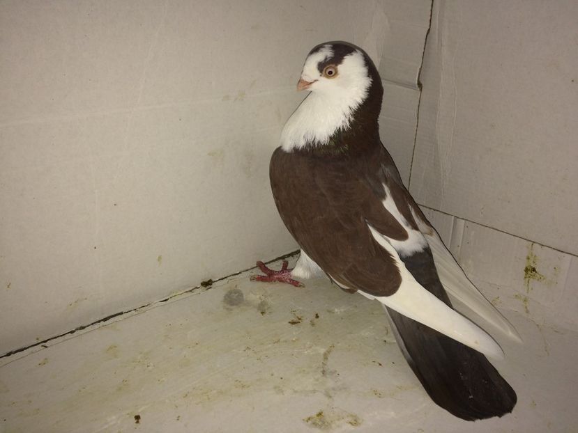 12176  mascul  2016 - Plecați ALBUM 2