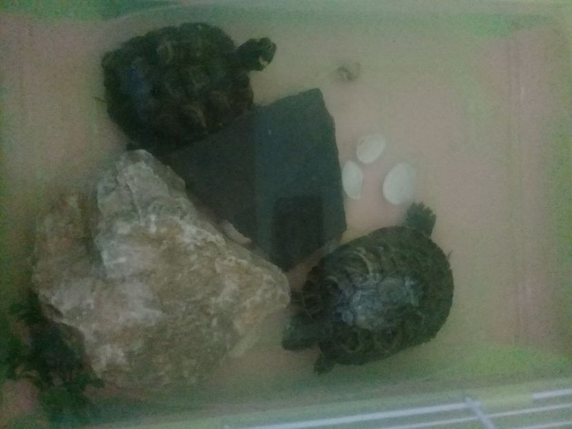 1547827768006-776248429 - Broscute testoase