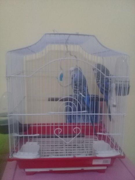 1547827888901-1256653728 - Papagali