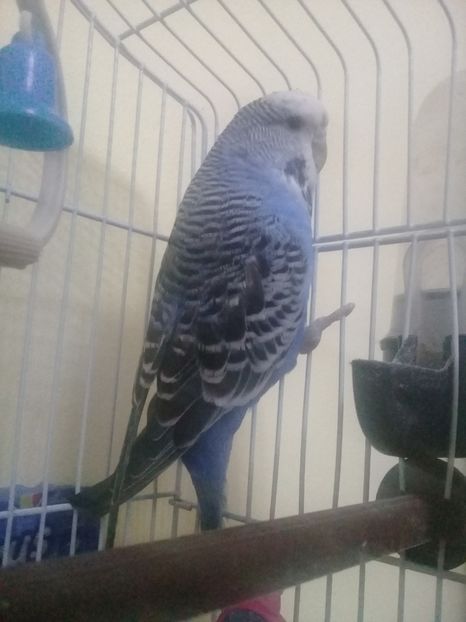 1547827934271-1737203318 - Papagali