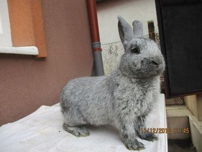 RO12-5899 - X ARHIVA IEPURI CE AM AVUT