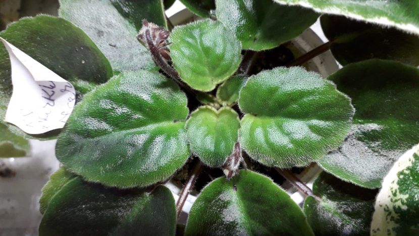  - RS Barkhatnyi Nariad